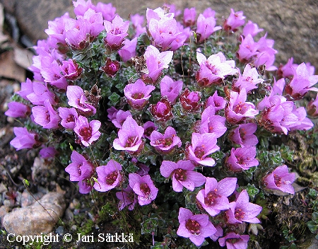 Sinirikko - purpurbräcka - Saxifraga oppositifolia